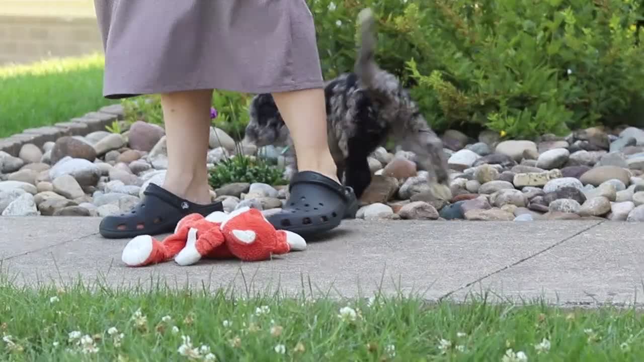 Newfypoo dogs for sale: Raina - Video 1