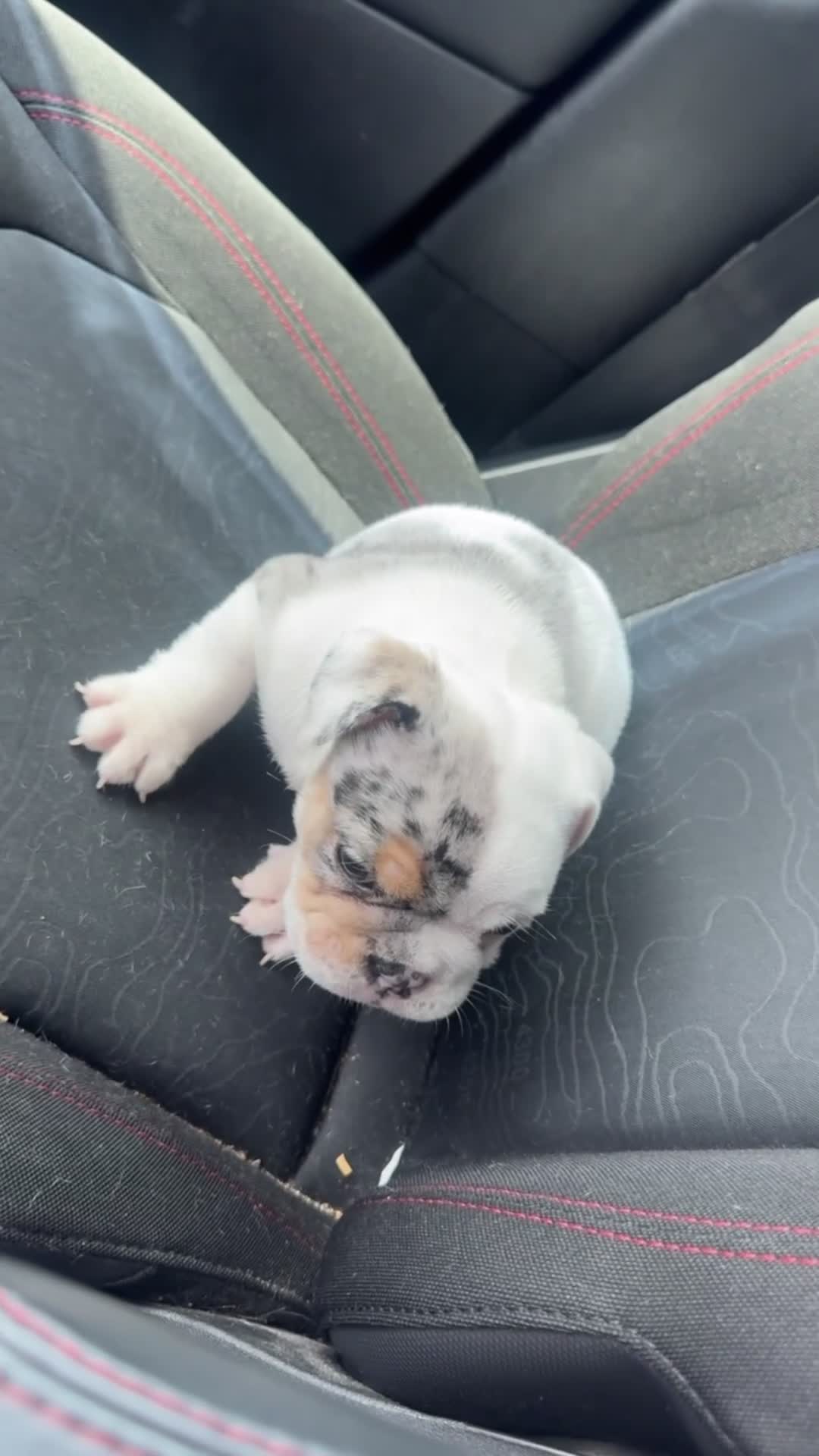 English Bulldog dogs for sale: English Bulldog Puppy 1 - Video 1