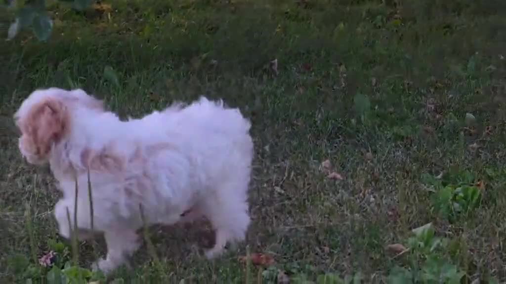 Cavapoo dogs for sale: Clove  - Video 1