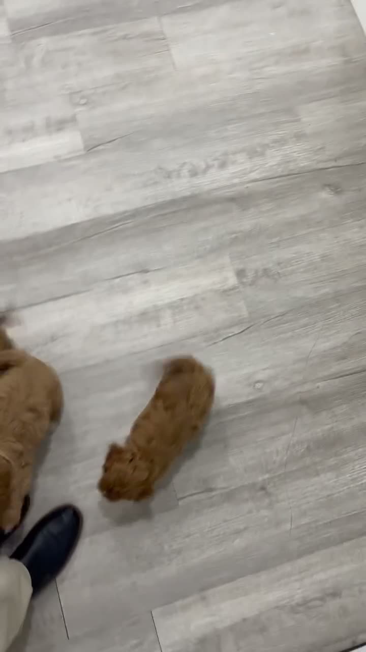 Cavapoo dogs for sale: Wyatt - Video 2
