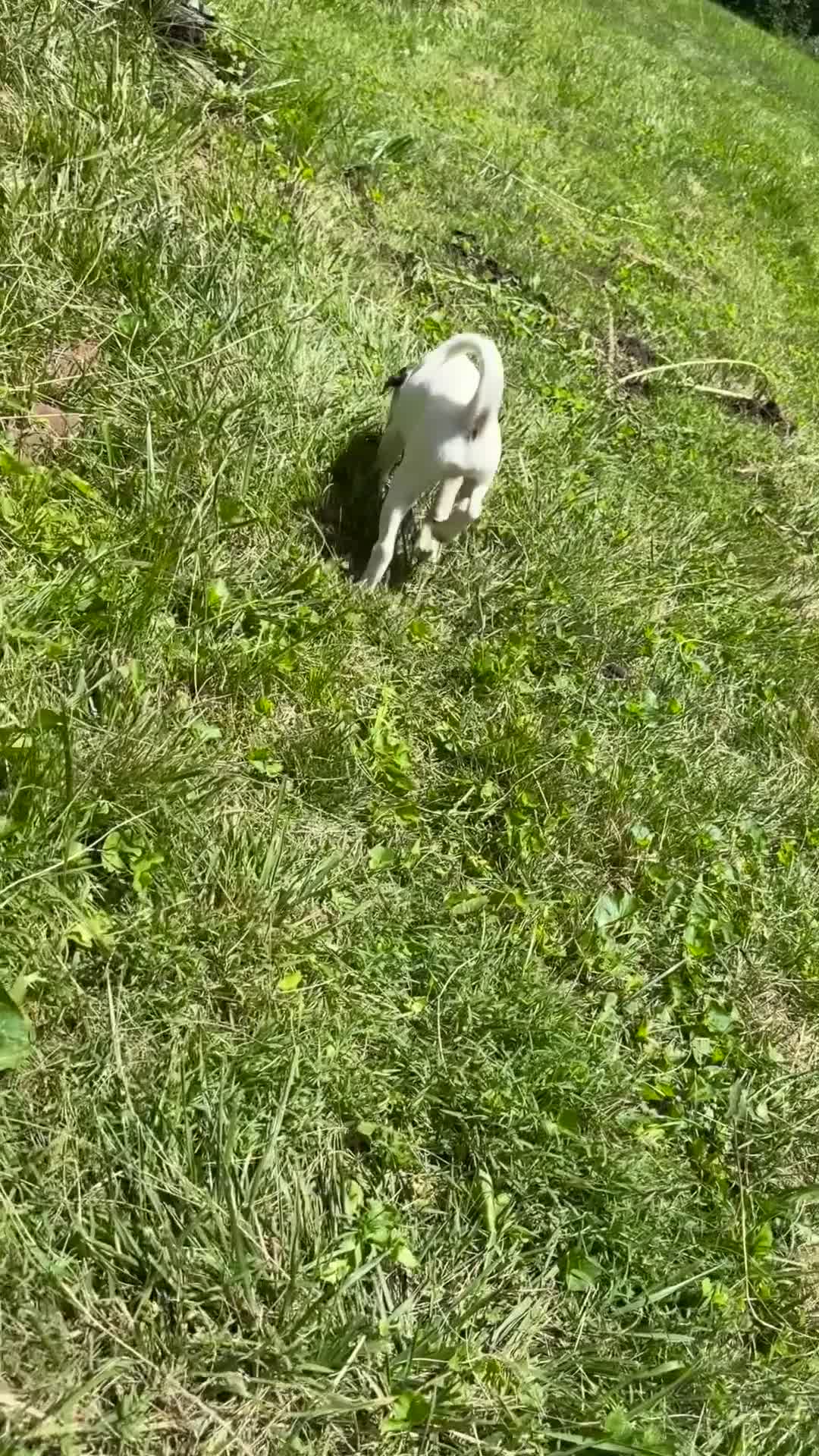 Jack Russell Terrier dogs for sale: Snoopy - Video 1