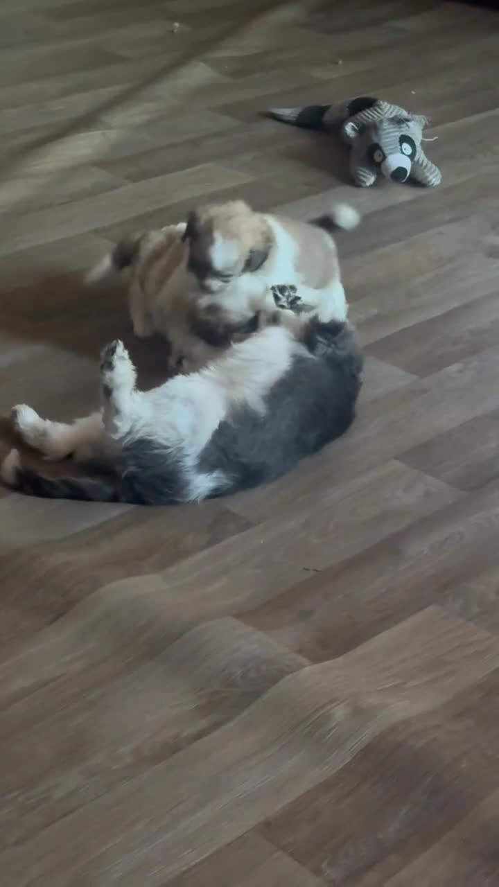 Mixed Breed dogs for sale: Diamond - Video 1