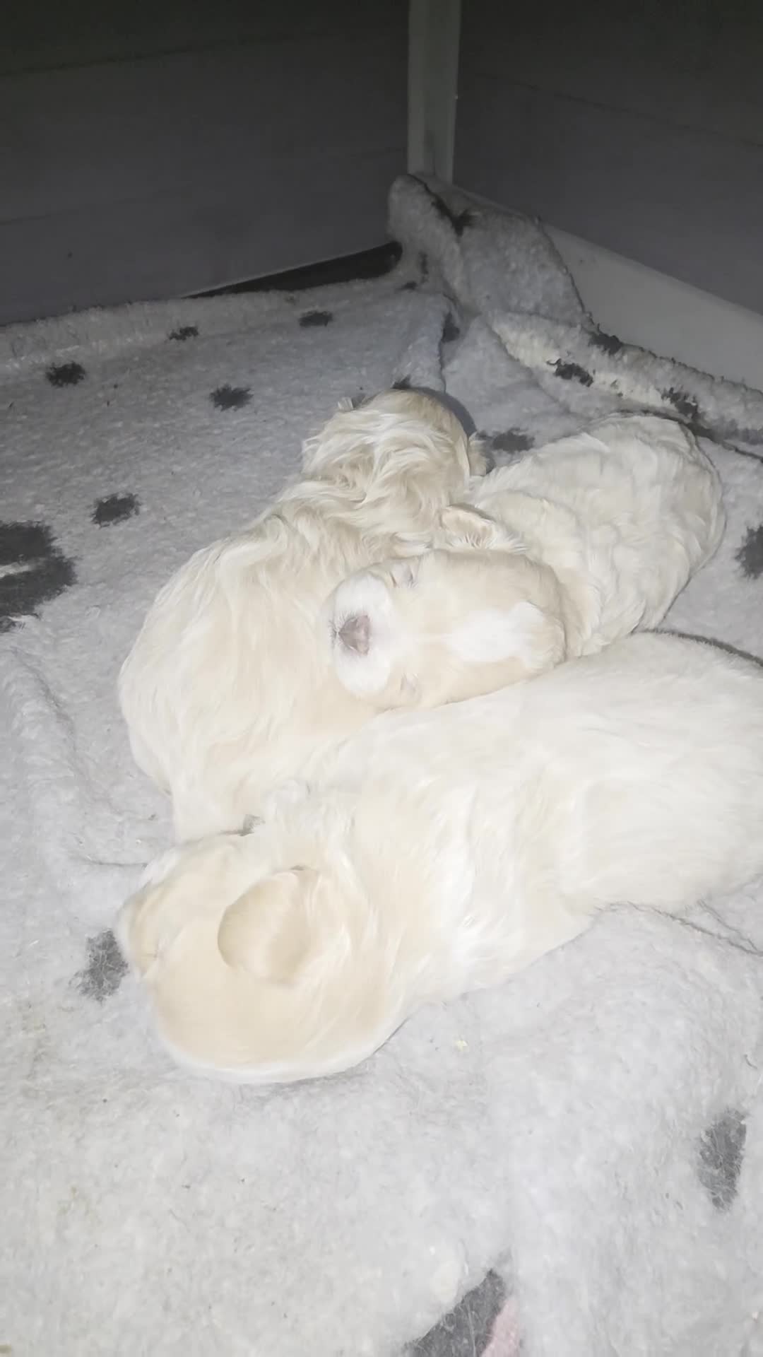 Maltipoo dogs for sale: Maltipoo Mia - Video 1