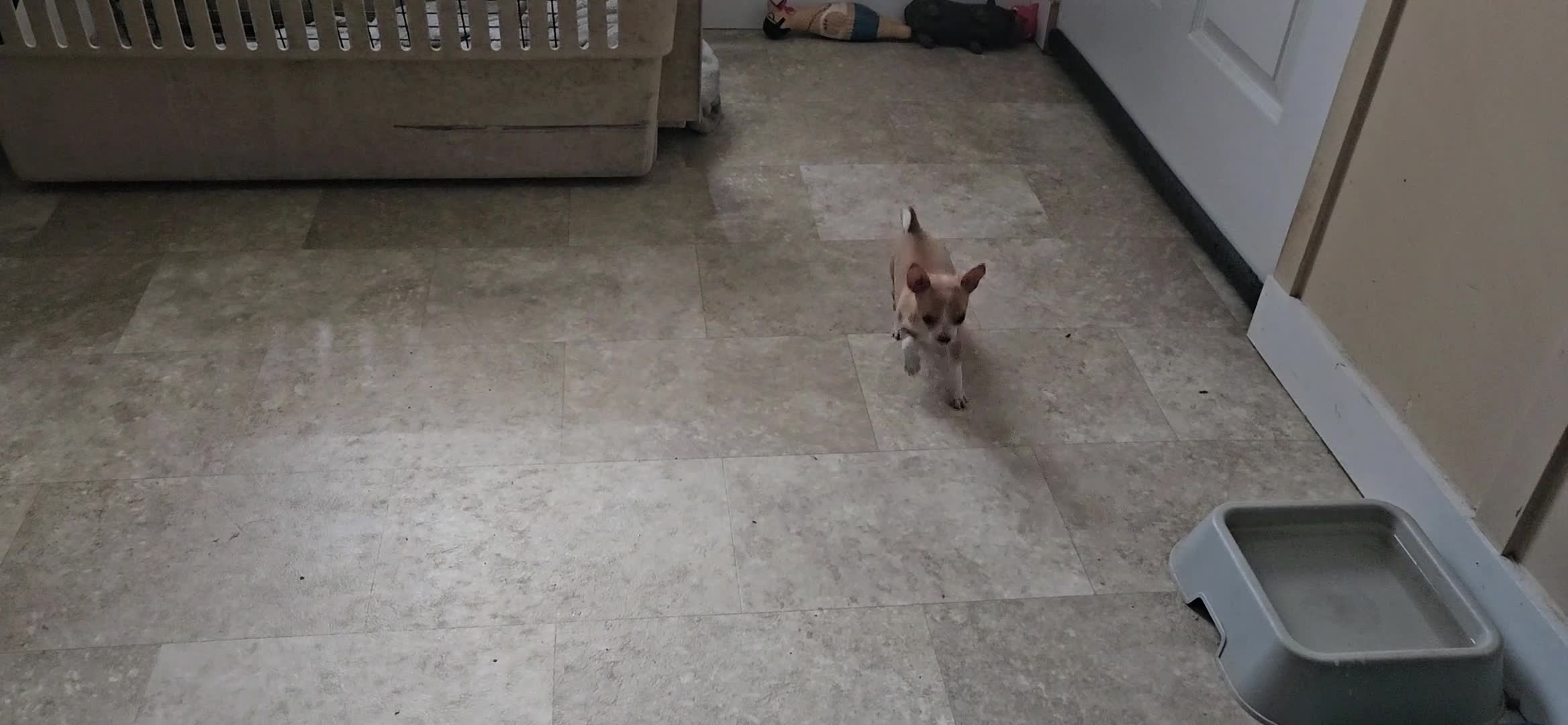 Chihuahua dogs for sale: Sue - Video 1
