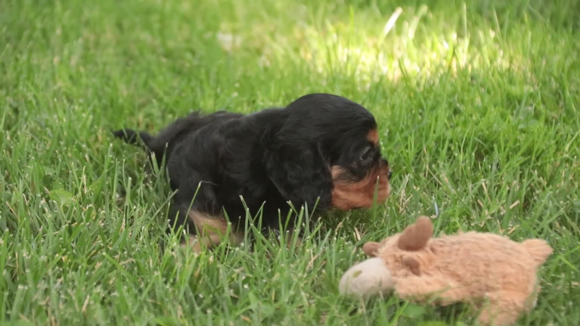 Cavalier King Charles Spaniel dogs for sale: Leroy Cavalier King Charles Spaniel  - Video 1