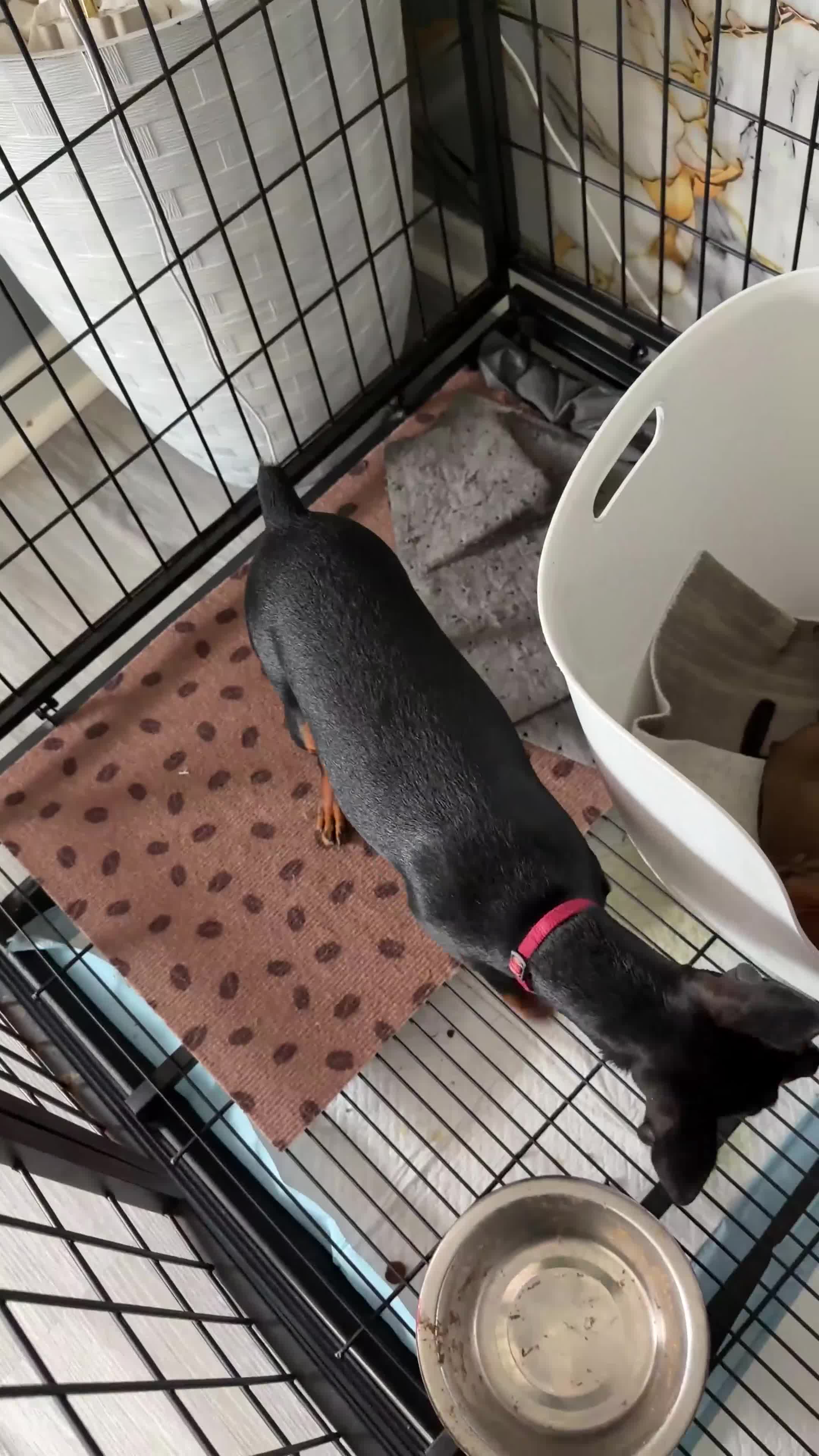 Miniature Pinscher dogs for sale: Miniature Pinscher 3 - Video 2