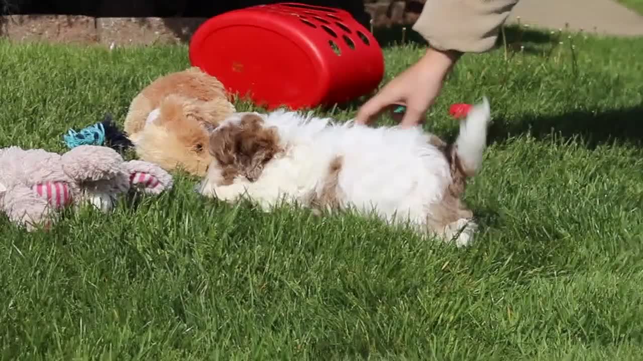 Shihpoo dogs for sale: Thomas - Video 1