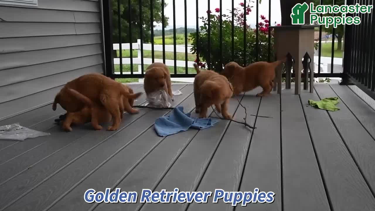 Golden Retriever dogs for sale: Pippa - Video 1