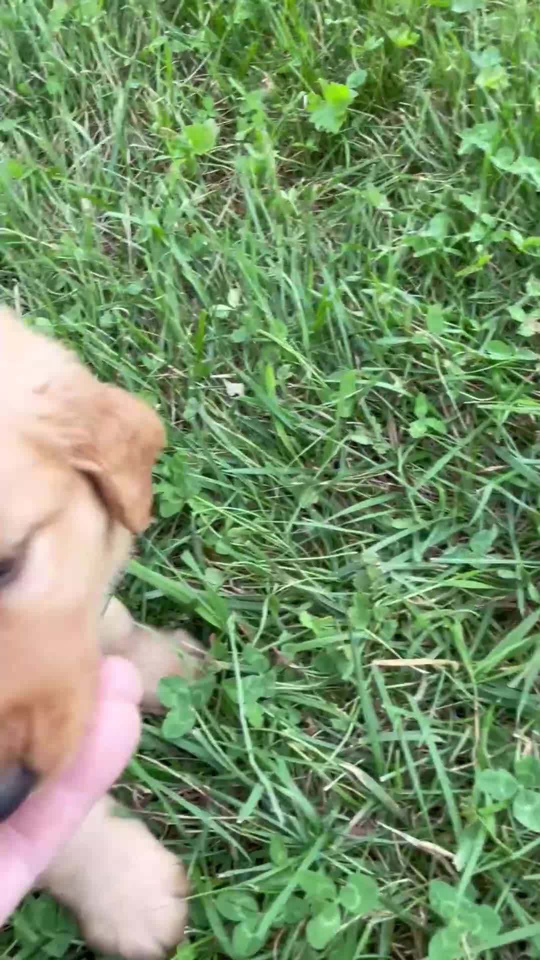 Golden Retriever dogs for sale: Duke - Video 1