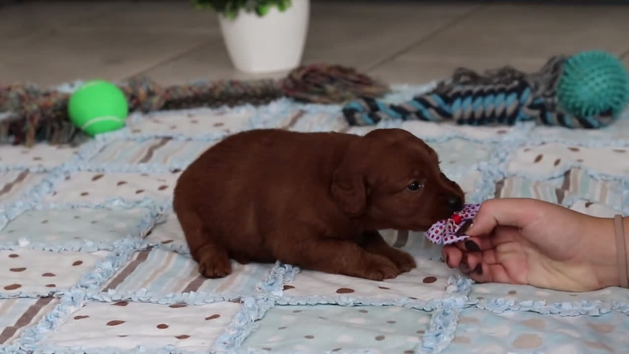 Labradoodle dogs for sale: Sandy - Video 1