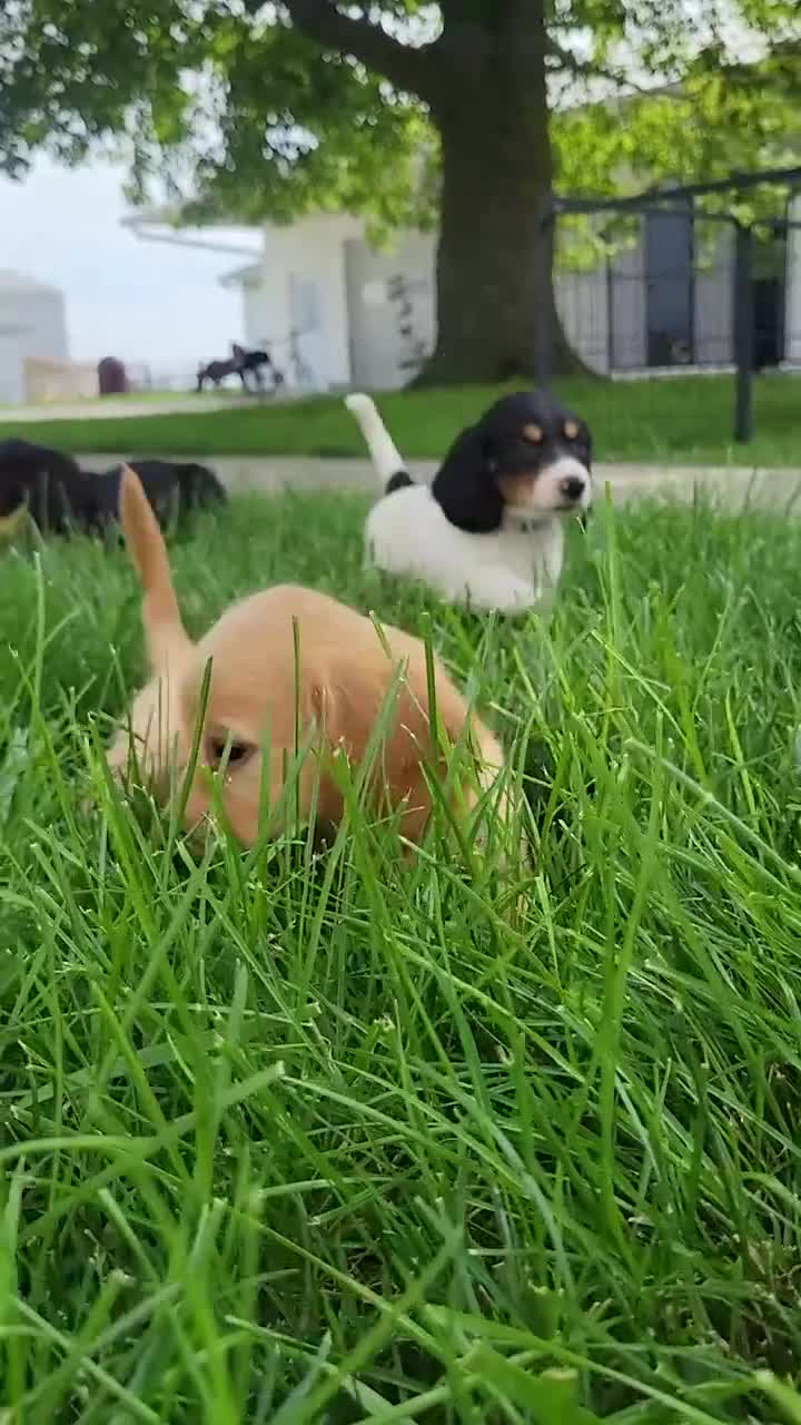 Miniature Dachshund dogs for sale: Lance - Video 1