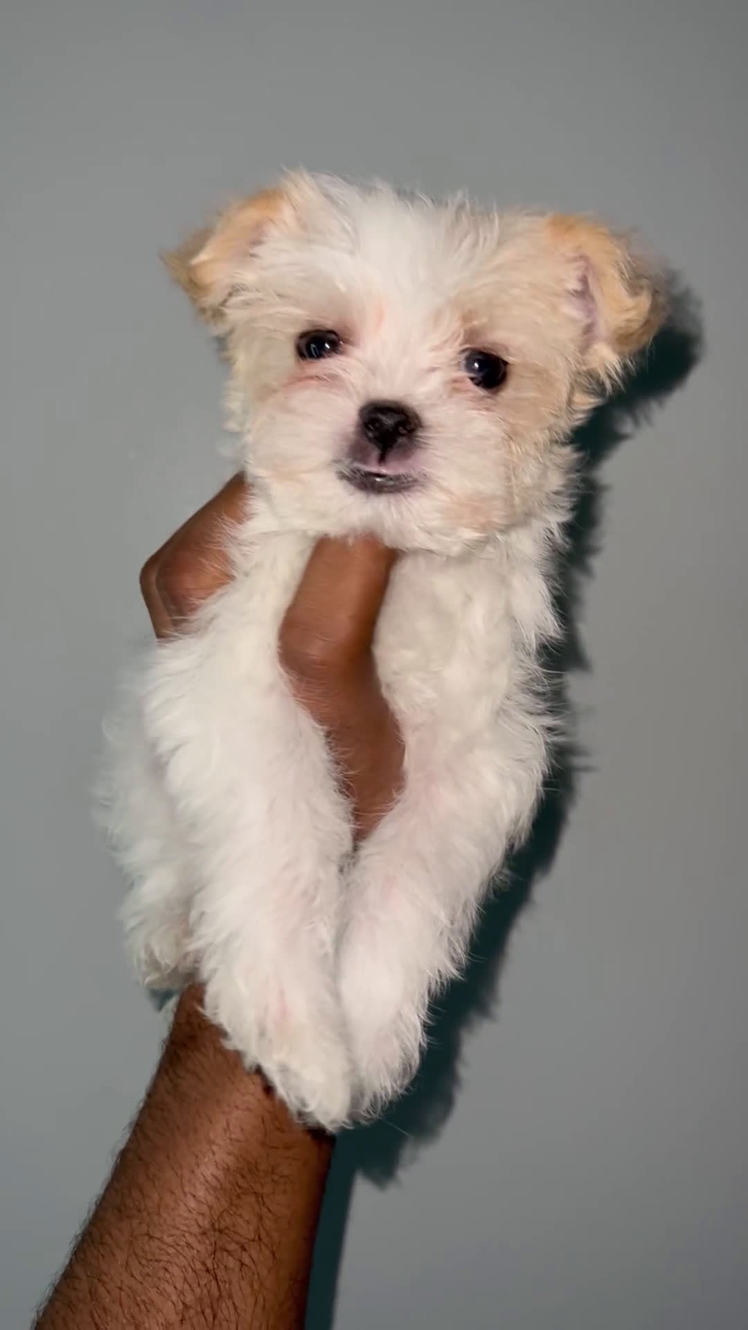 Yorkshire Terrier dogs for sale: Cyrus - Video 1