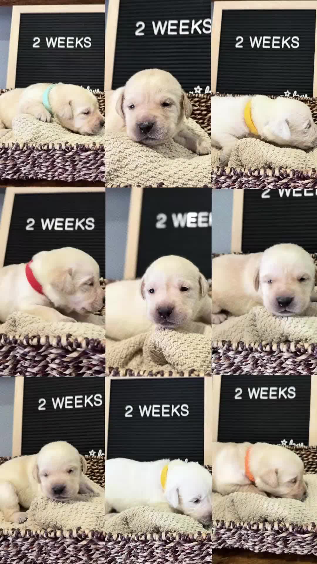 Labrador Retriever dogs for sale: Red - Video 1