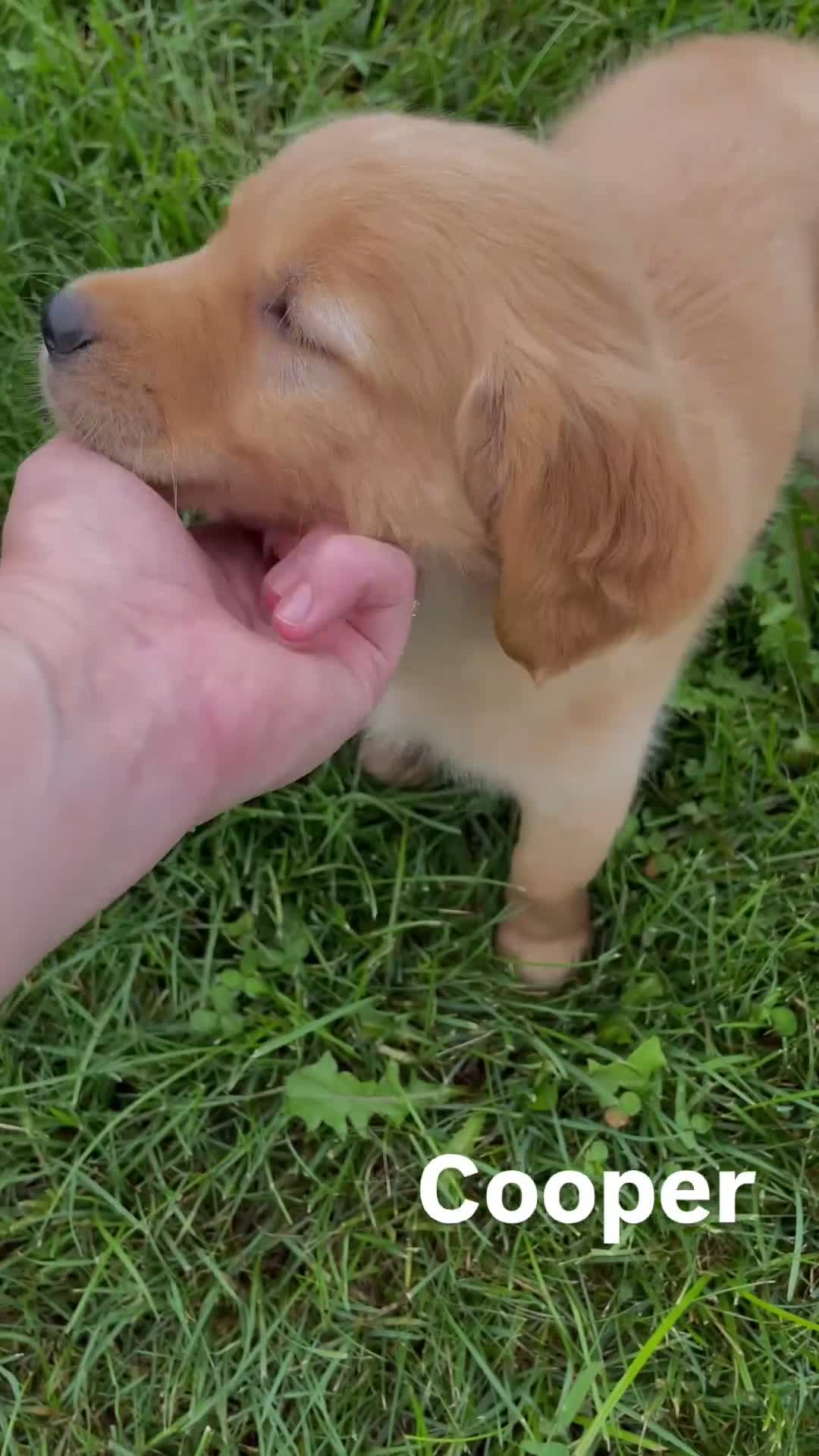 Golden Retriever dogs for sale: Cooper - Video 1