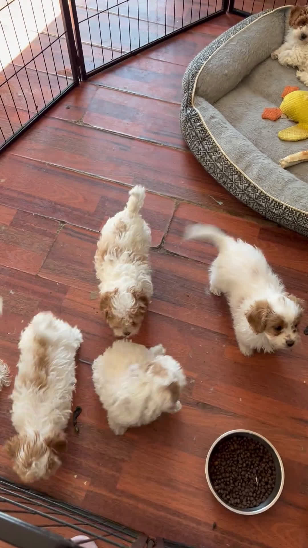 Cavapoo dogs for sale: Cavapoo Puppy 1 - Video 1