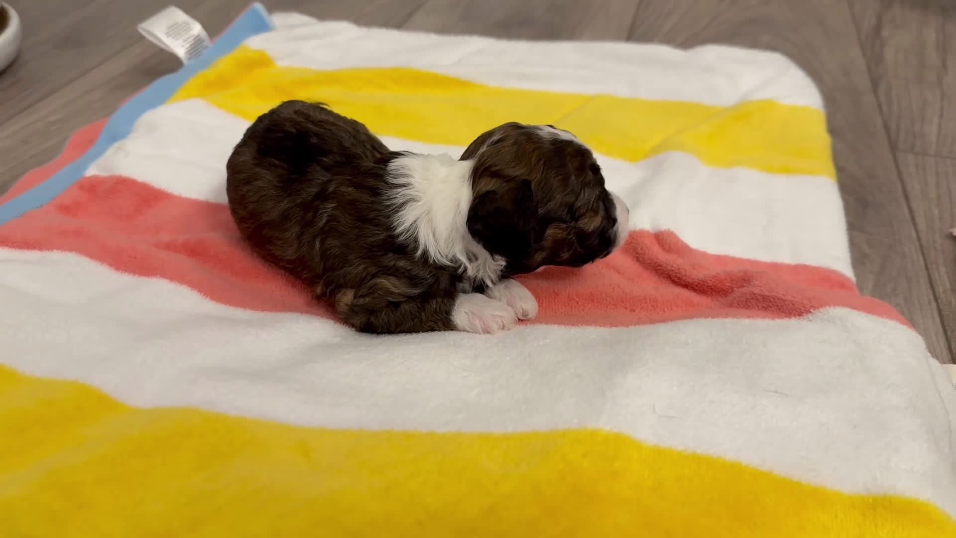 Mini Bernedoodle dogs for sale: Artemis - Video 2