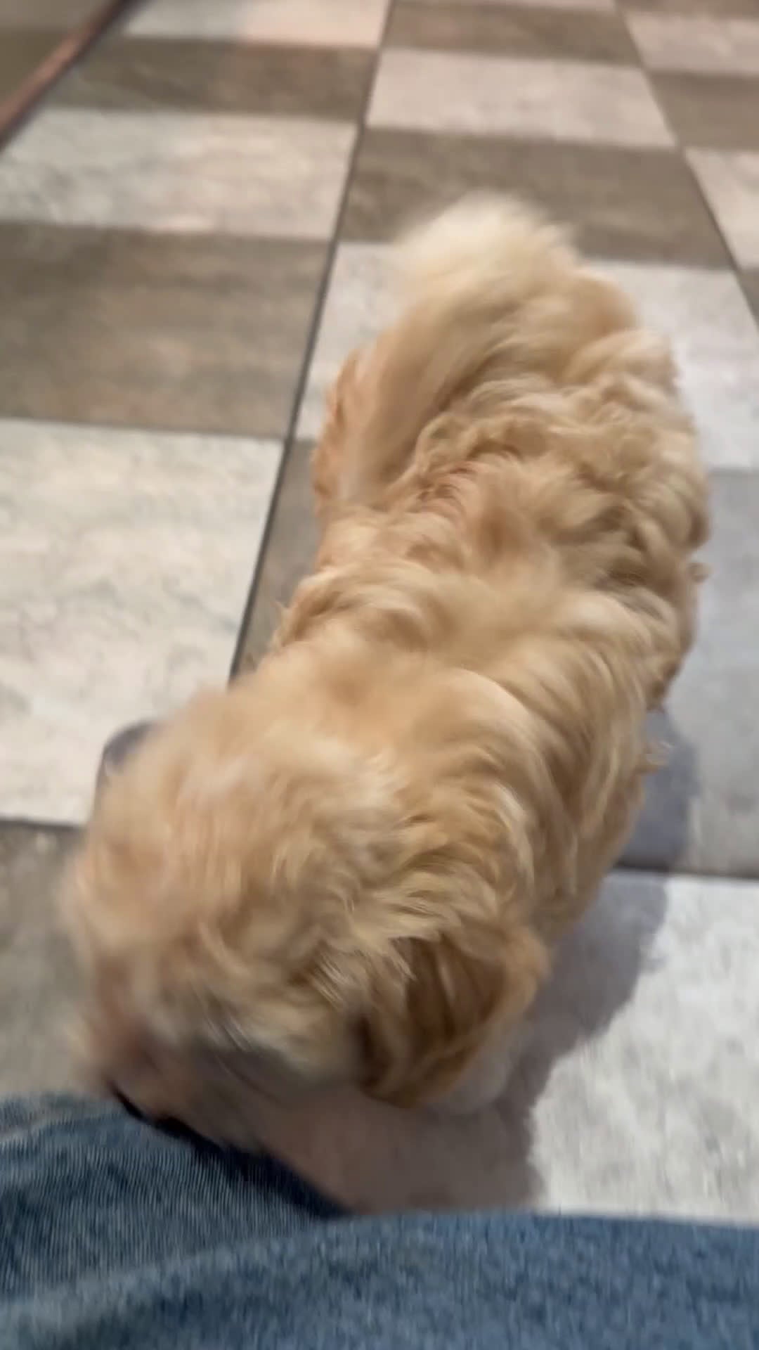 Maltipoo dogs for sale: Dylan - Video 1