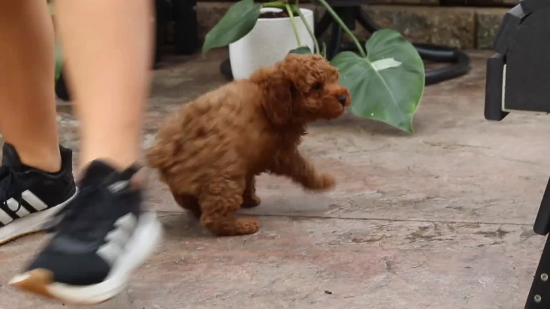 Miniature Poodle dogs for sale: Everest - Video 2