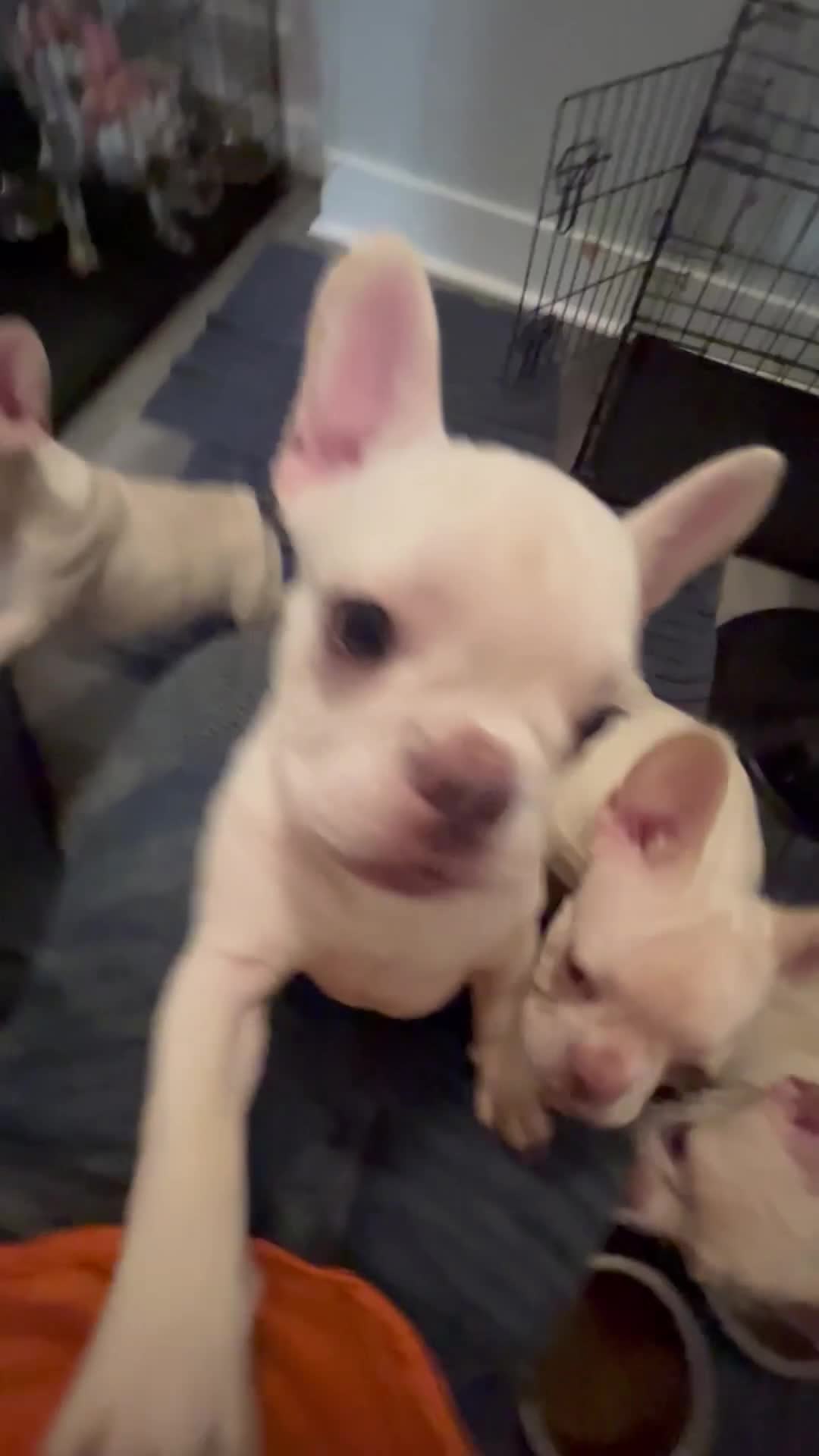 French Bulldog dogs for sale: French Bulldog 2 - Video 1