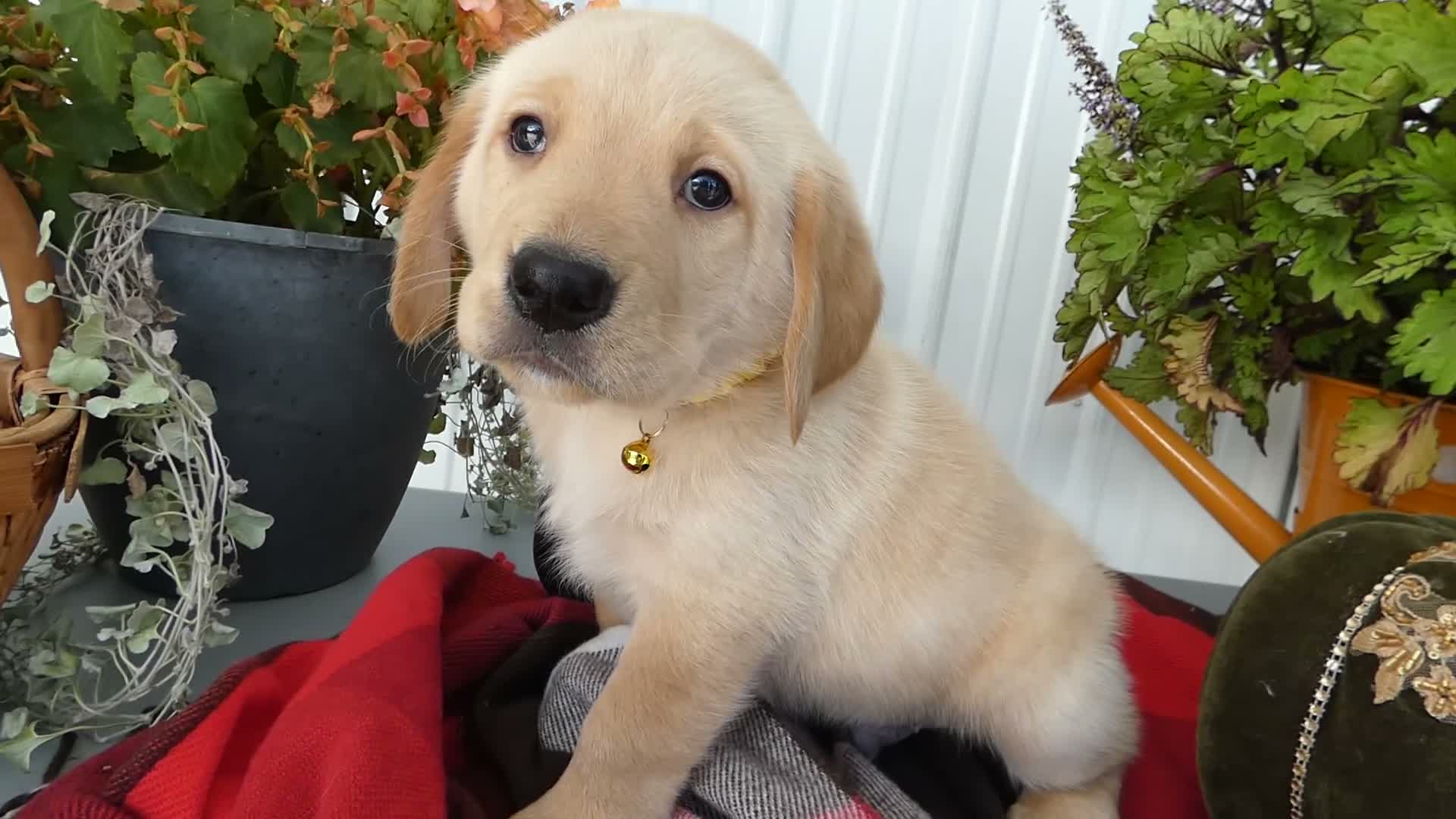 Labrador Retriever dogs for sale: Labrador Retriever 1 Trigger - Video 1