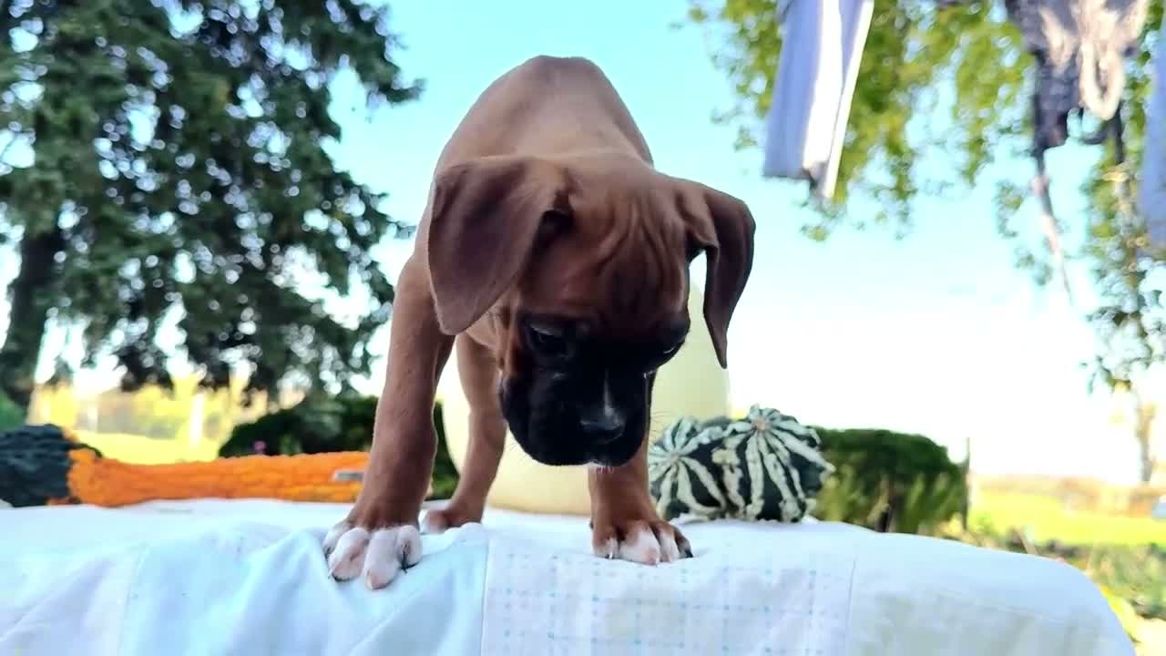 Boxer dogs for sale: Peggy Boxer - Video 1