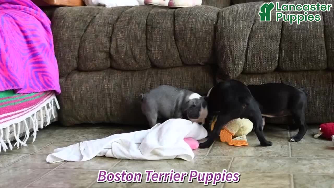 Boston Terrier dogs for sale: Lilac - Video 1