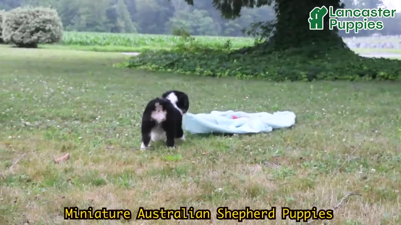 Miniature Australian Shepherd dogs for sale: Trinity - Video 1