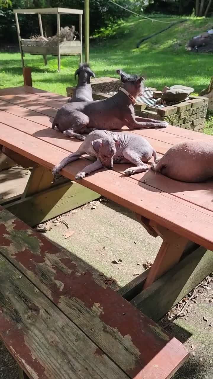 Peruvian Inca Orchid dogs for sale: Peruvian Inca Orchid 1 - Video 1