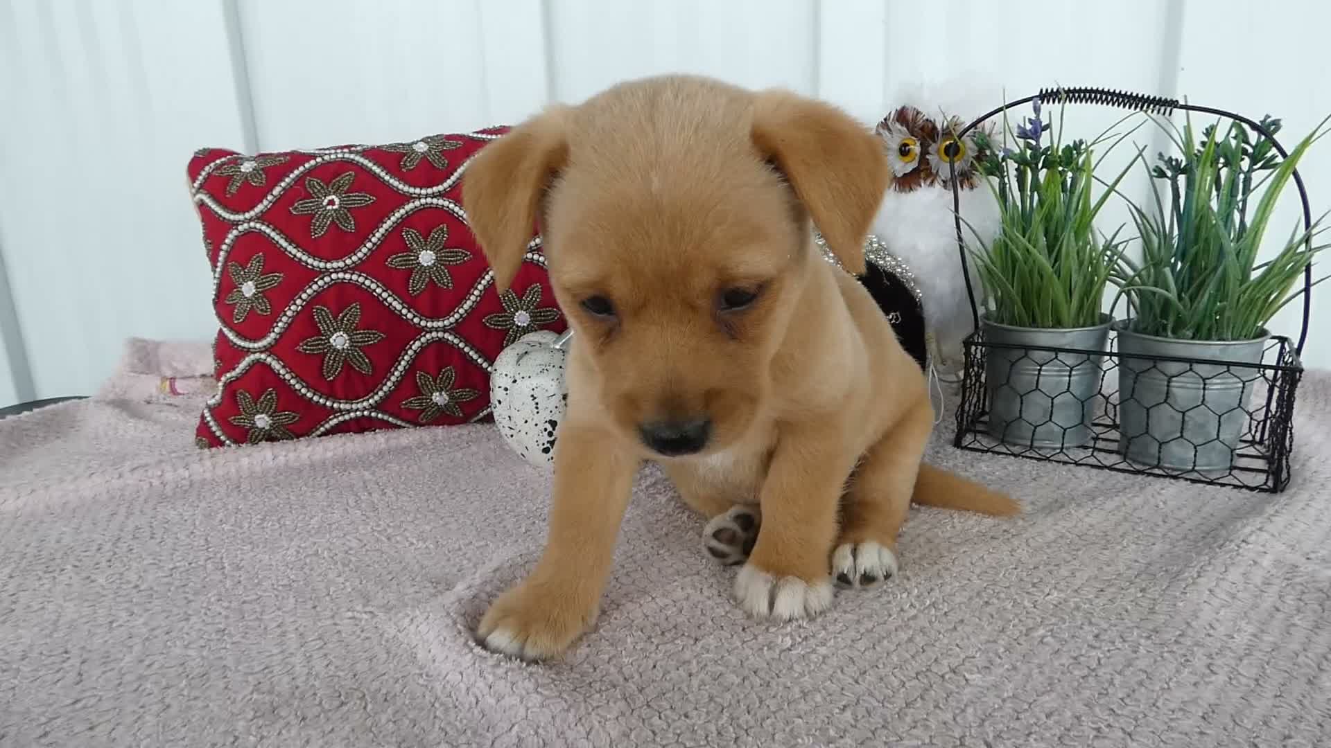 Chorkie dogs for sale: Chorkie 1 Woody - Video 1