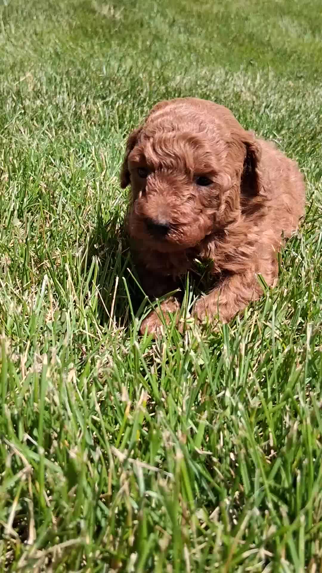 Toy Poodle dogs for sale: Tiny Toy Rose - Video 1