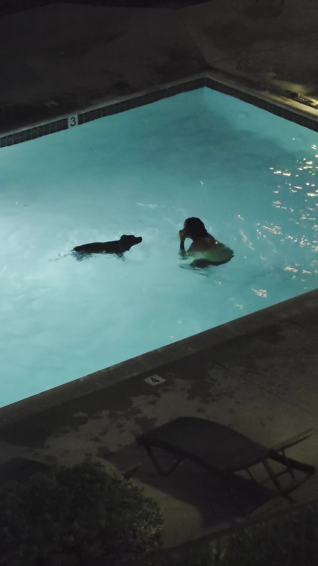 Mixed Breed dogs for sale: Mixed Breed Labrador retriever and german shepherd mix  - Video 5