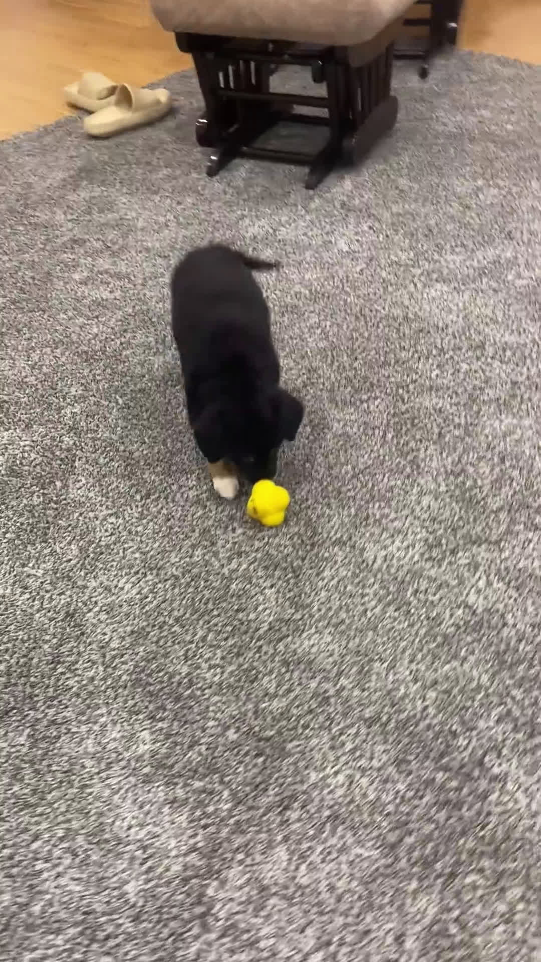 Mixed Breed dogs for sale: Sophie - Video 2