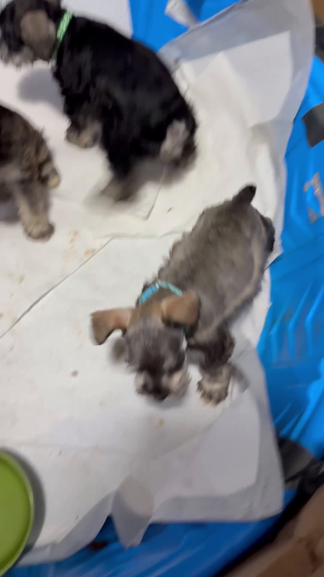 Miniature Schnauzer dogs for sale: Blue - Video 1