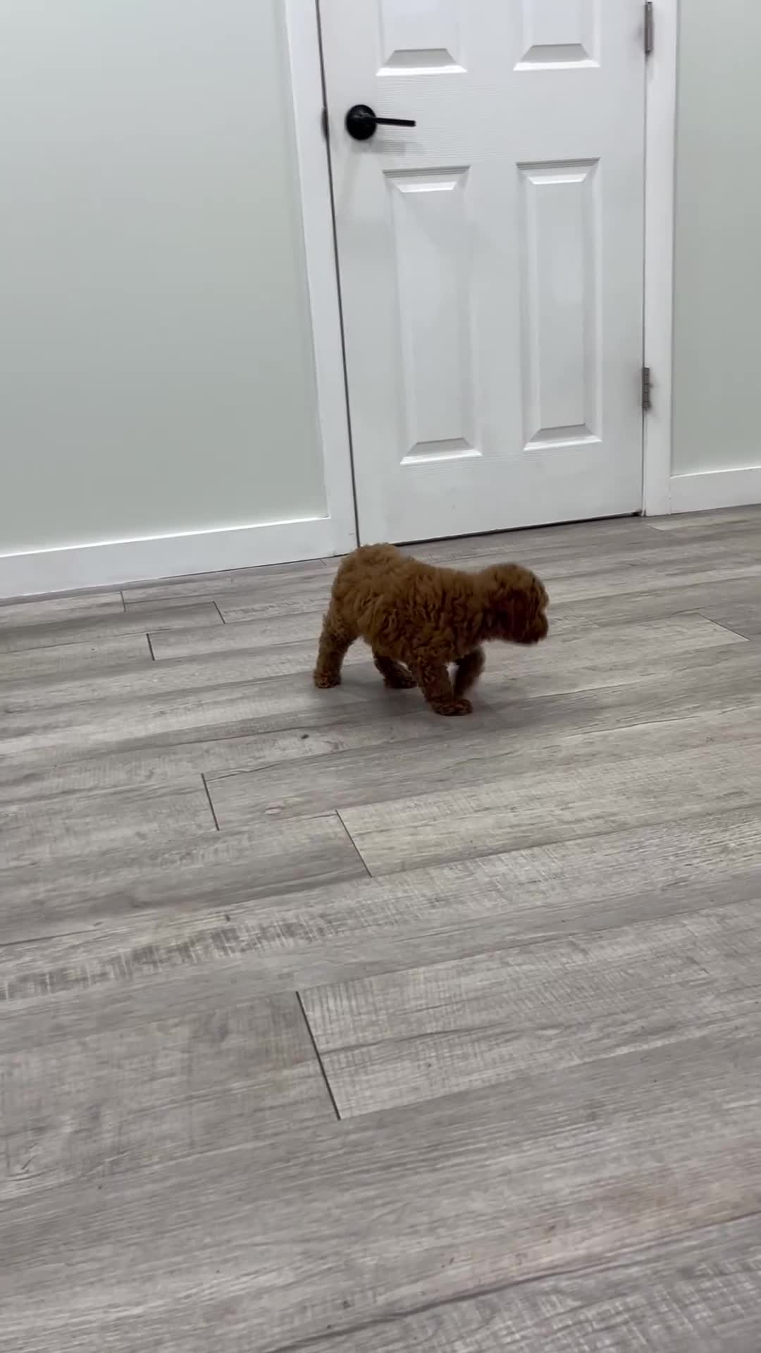 Miniature Poodle dogs for sale: Clifford - Video 1