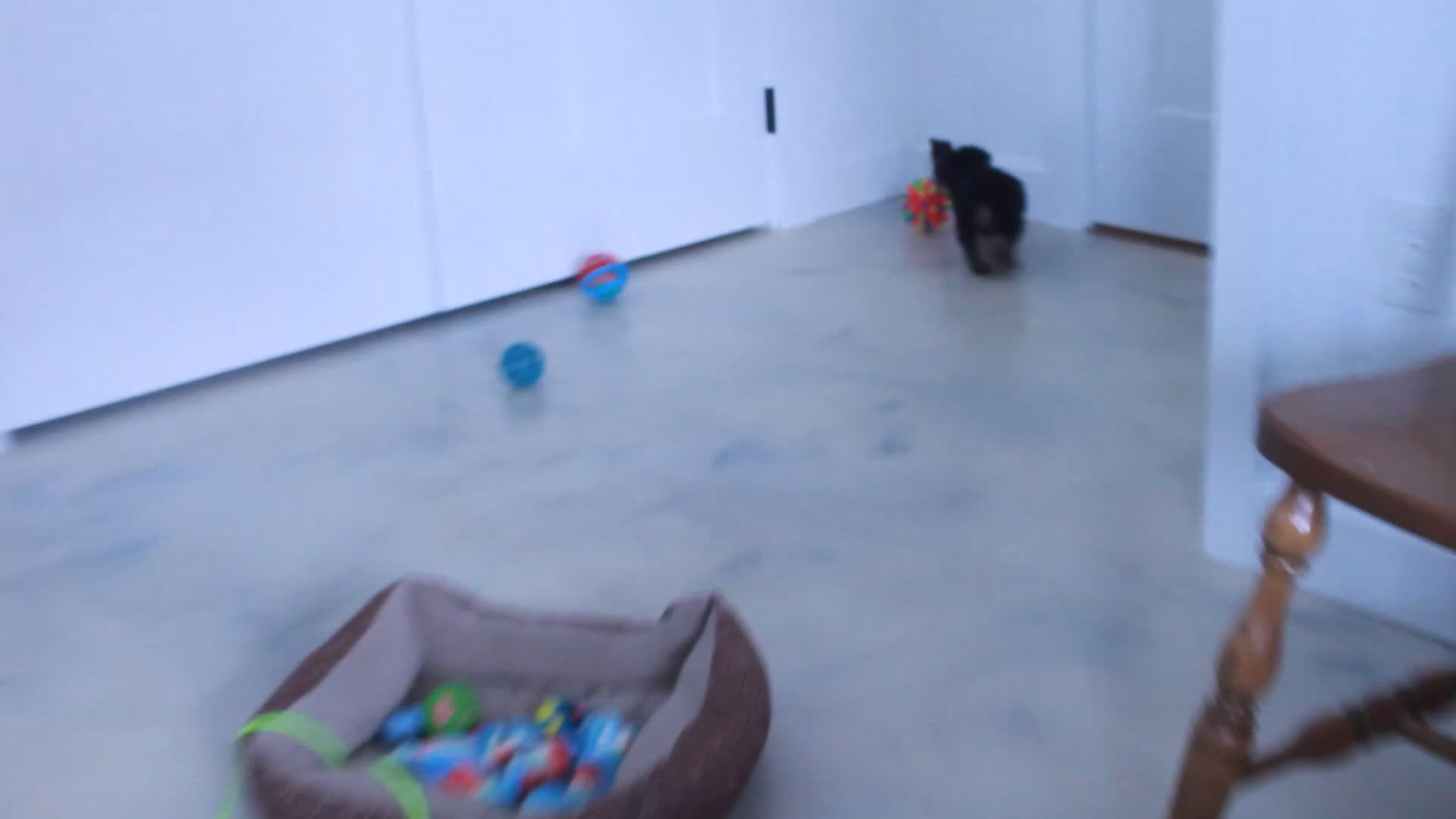 Yorkshire Terrier dogs for sale: Benji - Video 1