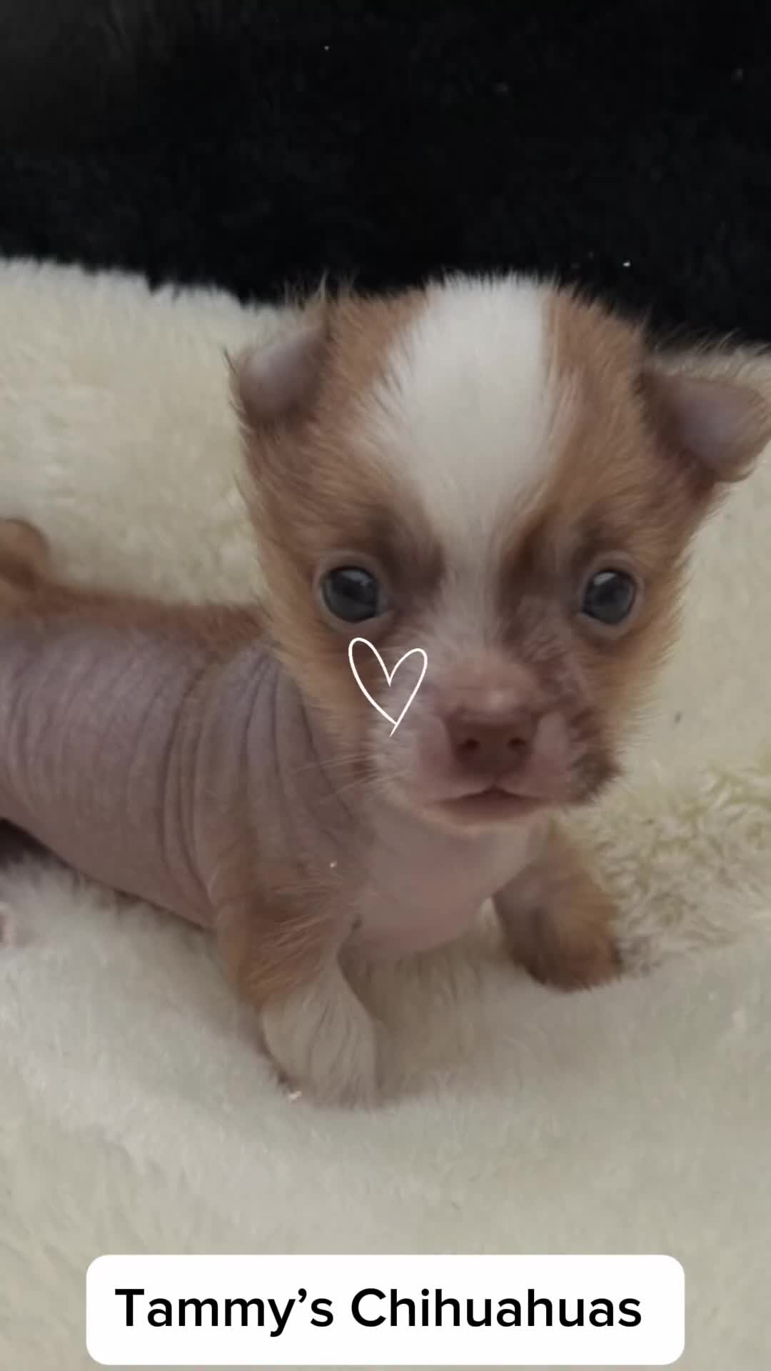 Mixed Breed dogs for sale: Little Henry  - Video 1
