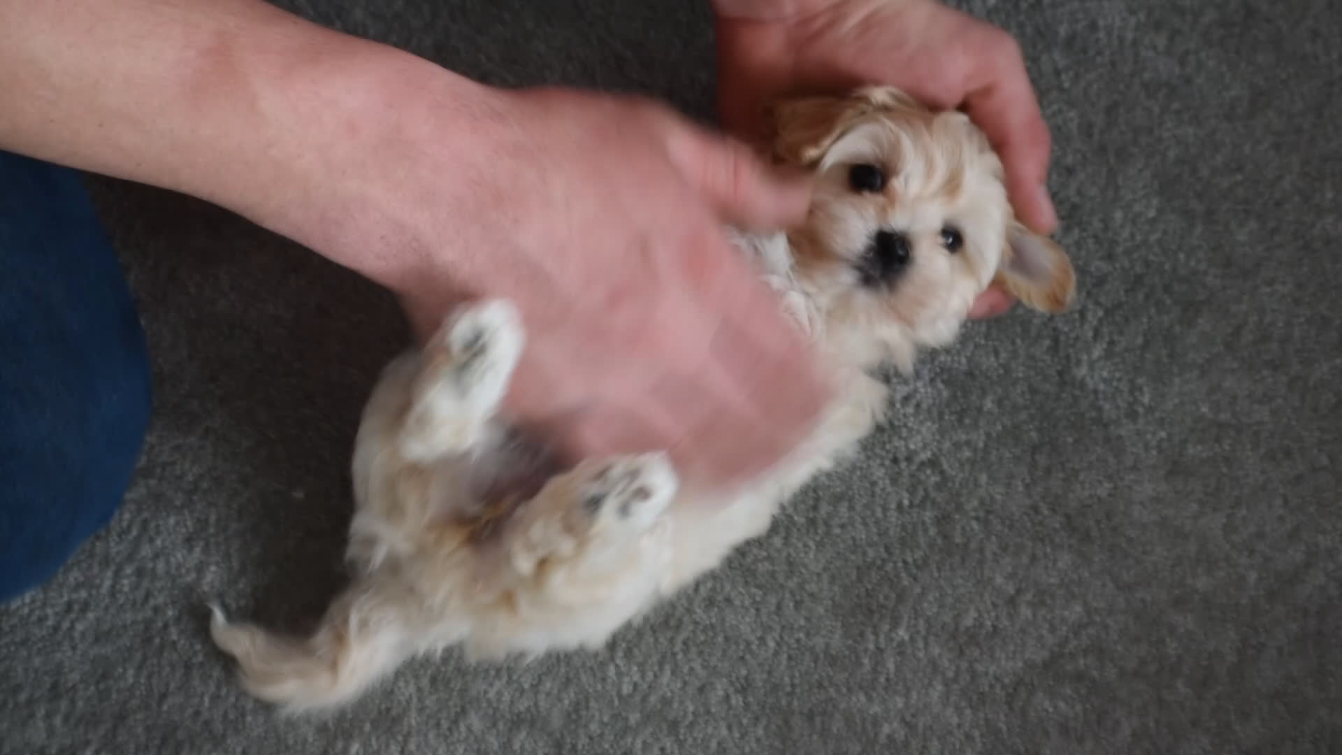 Maltipoo dogs for sale: Phoenix - Video 2