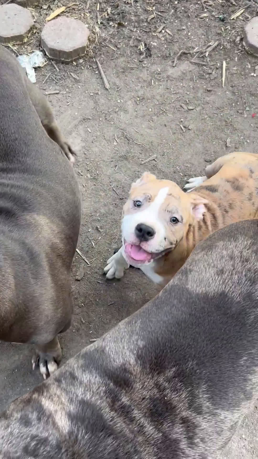 American Bully dogs for sale: American Bully Puppy 2 - Video 1