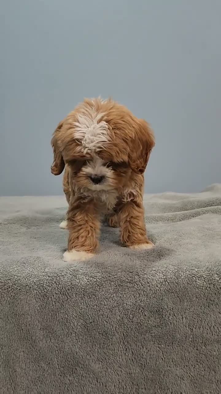 Cavapoo dogs for sale: Zeus - Video 1