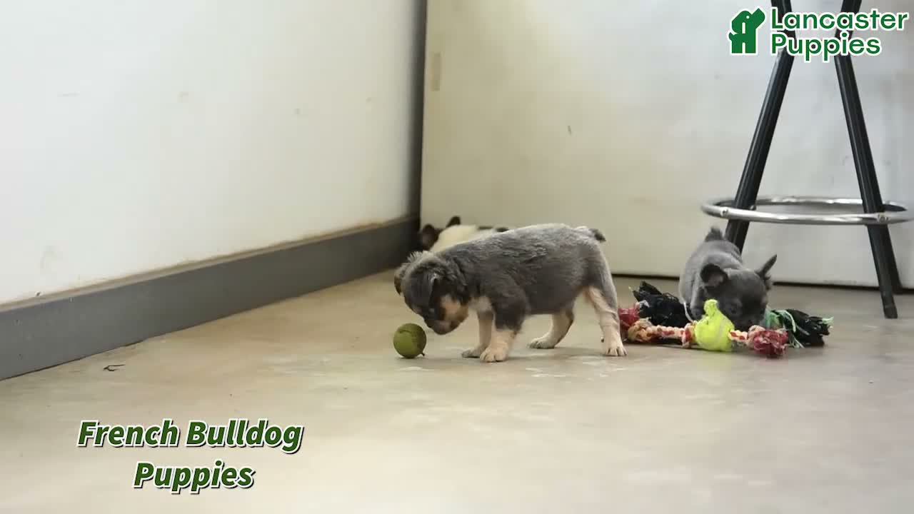 French Bulldog dogs for sale: Dotty - Video 1