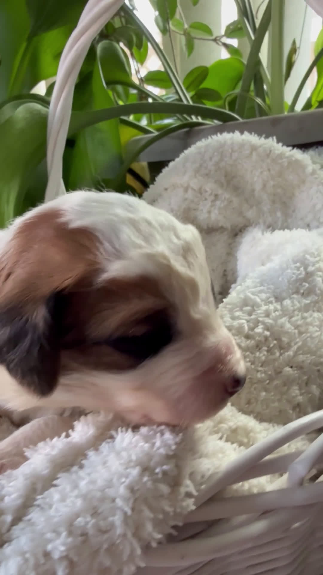 Mixed Breed dogs for sale: Andy - Video 2