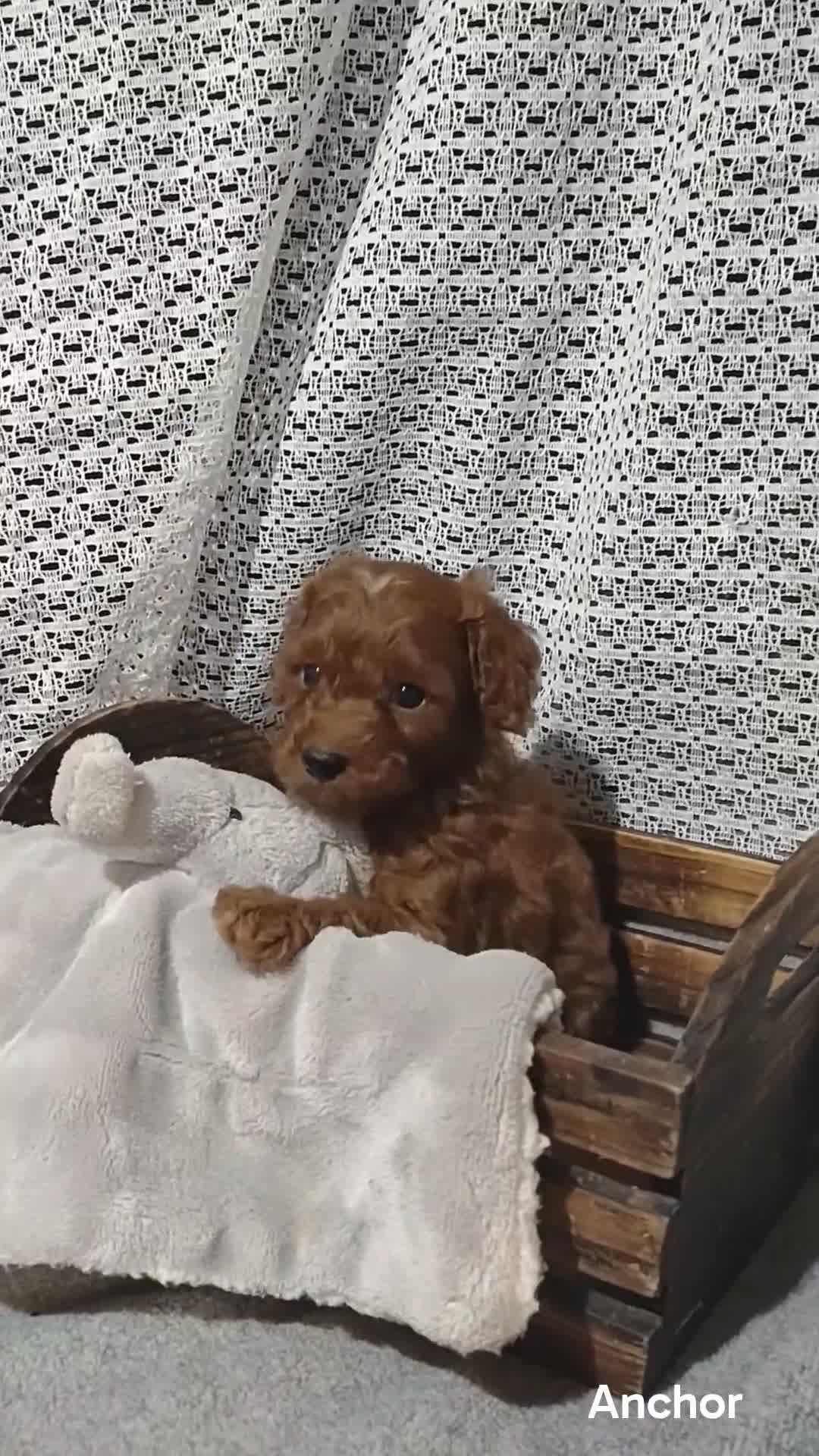 Cavapoo dogs for sale: Cavapoo F1b 2 Anchor  - Video 1