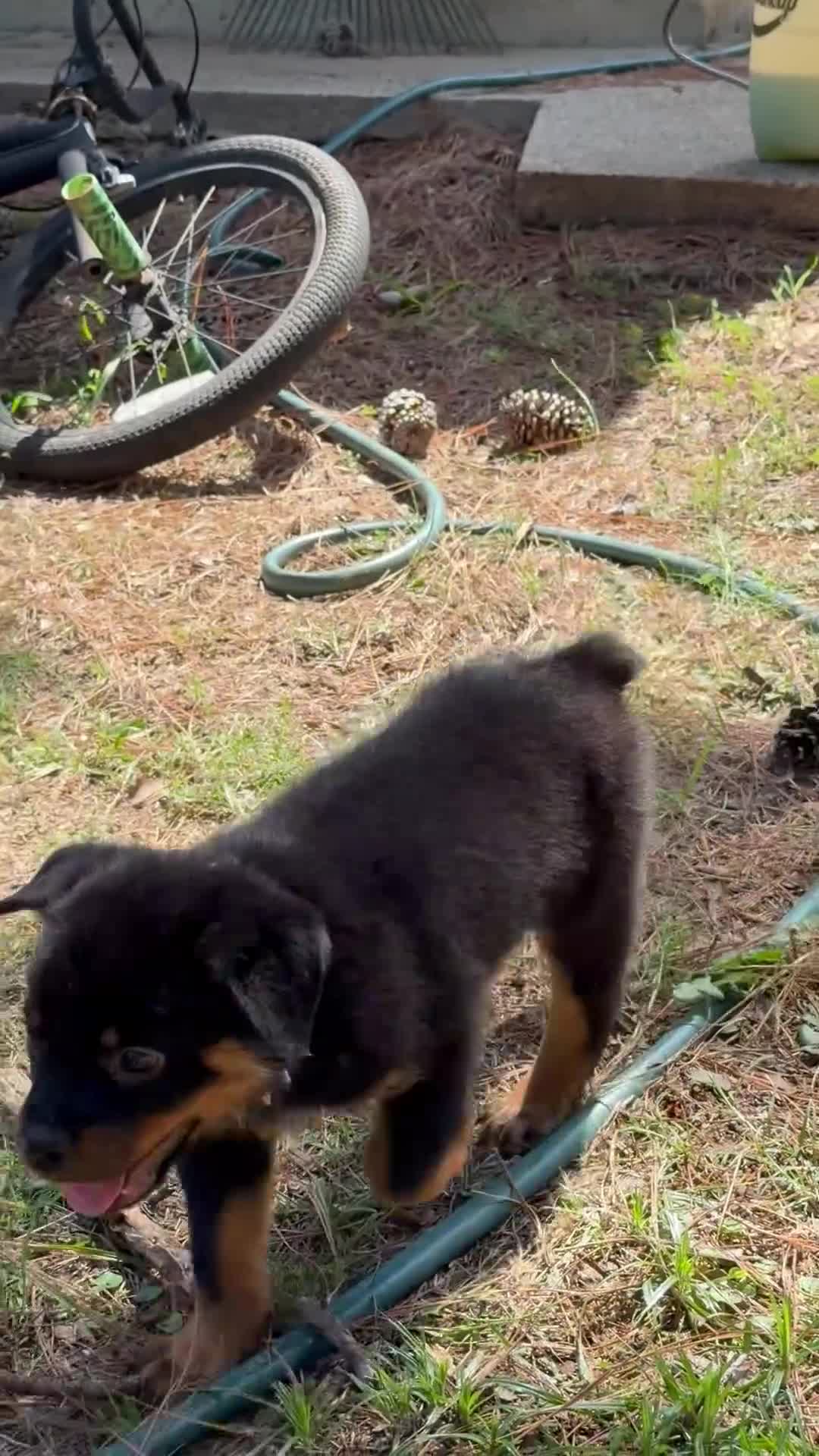 Rottweiler dogs for sale:  1 - Video 2