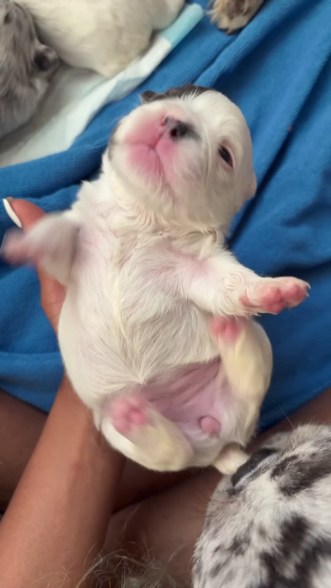 French Bulldog dogs for sale: Cash - Video 1