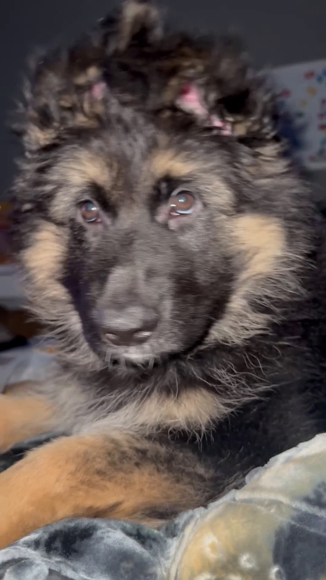 German Shepherd dogs for sale: Meadow - Video 1