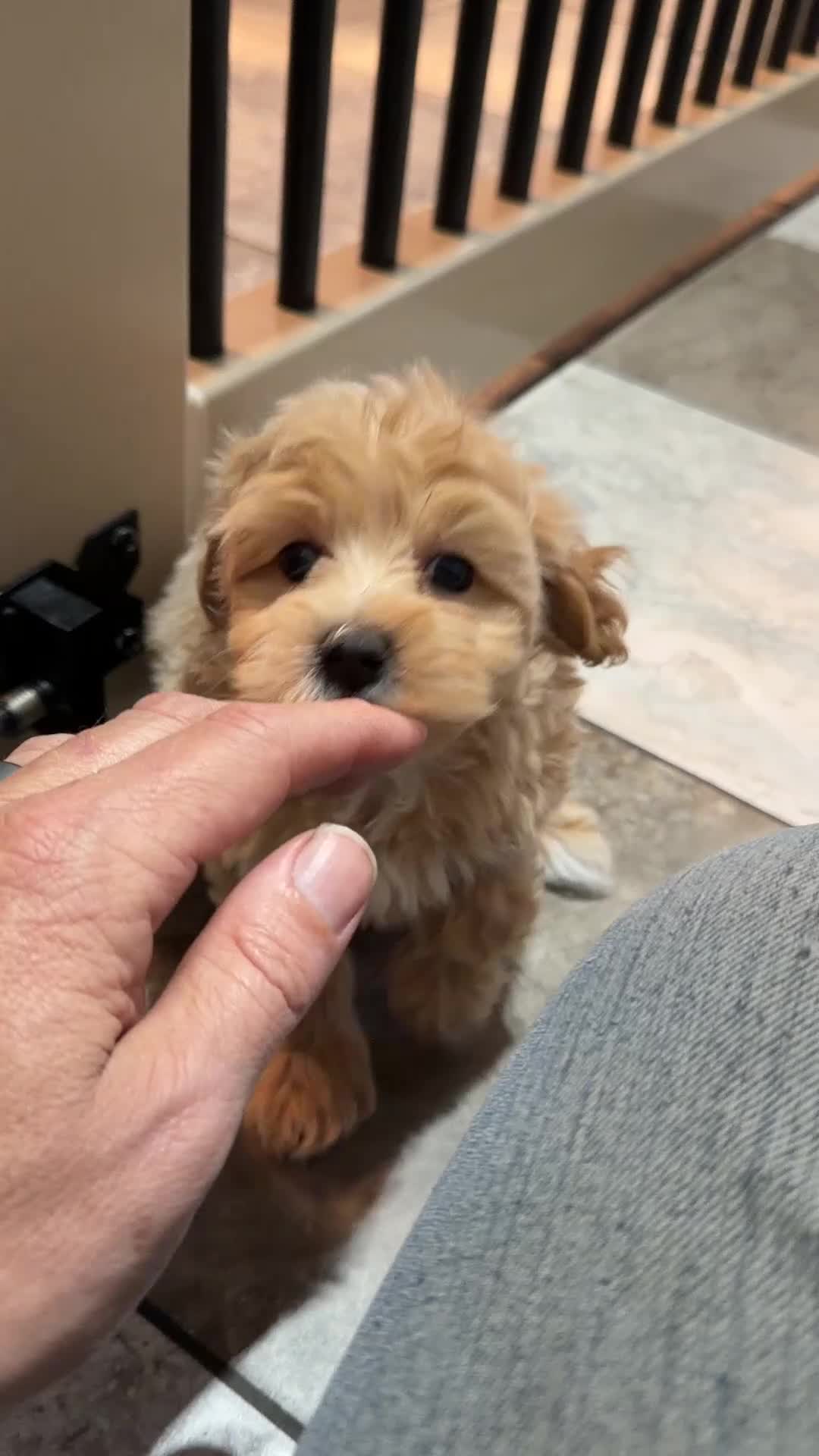 Maltipoo dogs for sale: Lori - Video 1