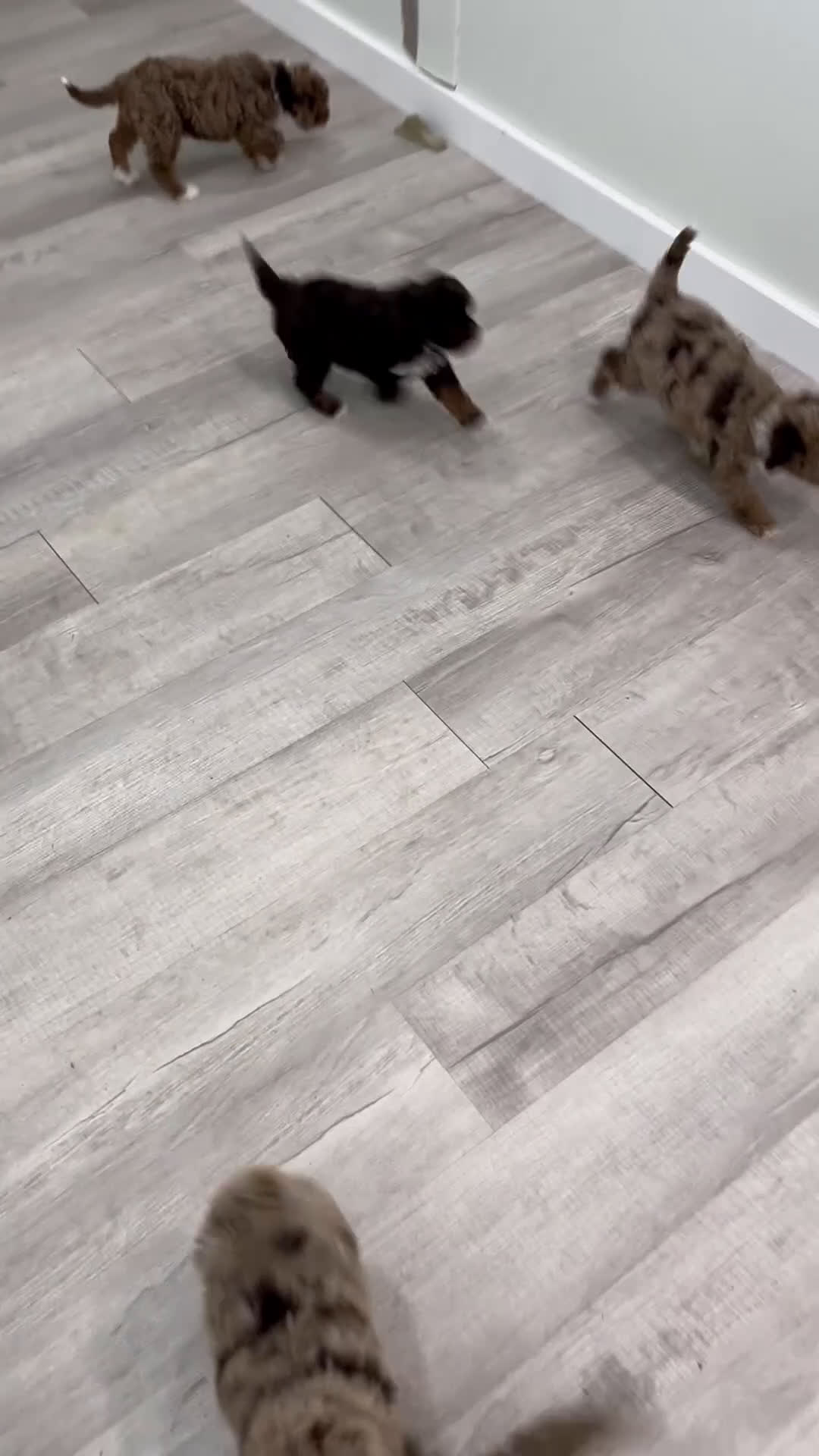 Mini Goldendoodle dogs for sale: Kip - Video 2