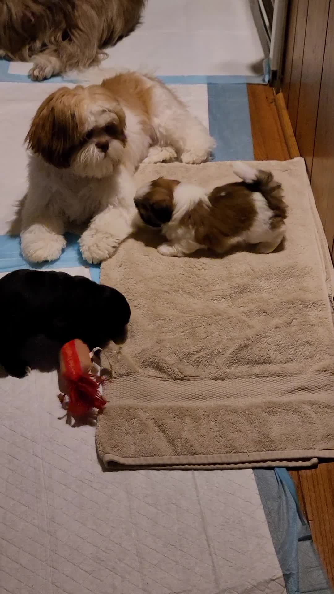 Shih Tzu dogs for sale: Benjamin  - Video 2