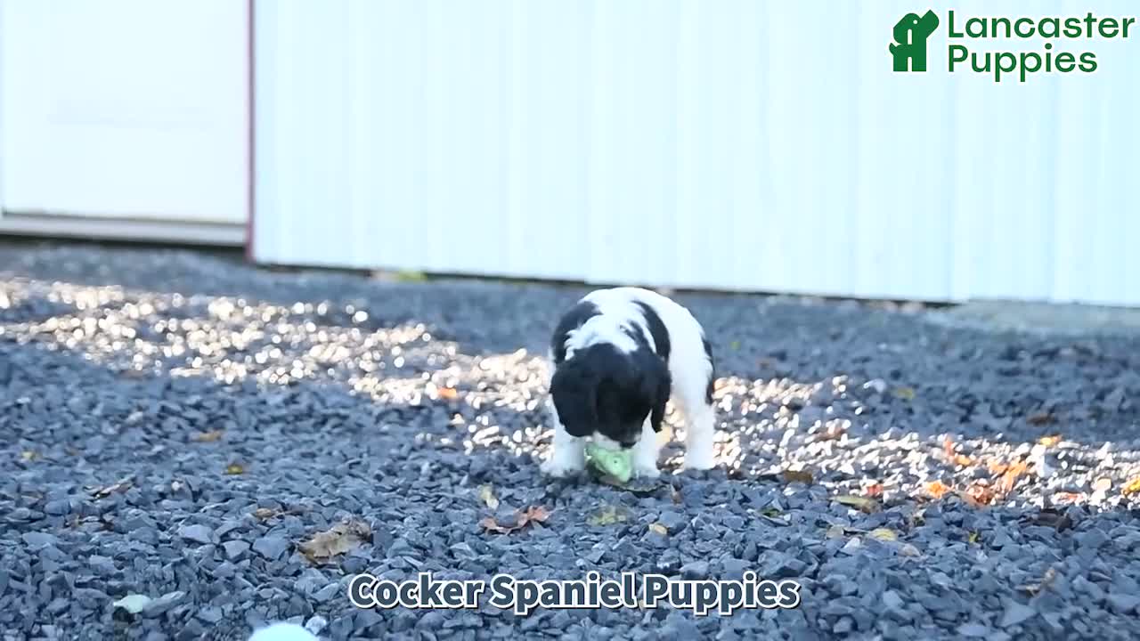 English Cocker Spaniel dogs for sale: Mia  - Video 1