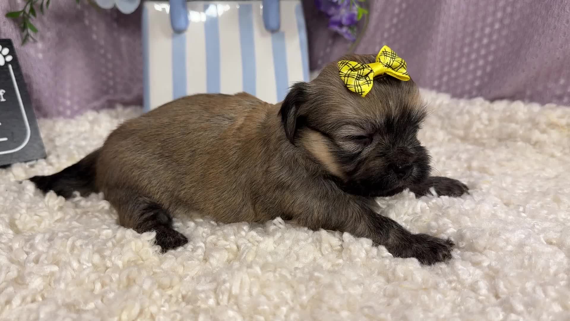 Havanese dogs for sale: Havanese 4 - Video 1